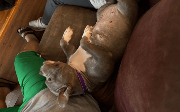 Cuddlesome rescue dog the chef's kiss for Marine Corps veteran