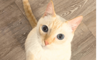 Rescue cat blankets disabled Navy veteran with love and comfort