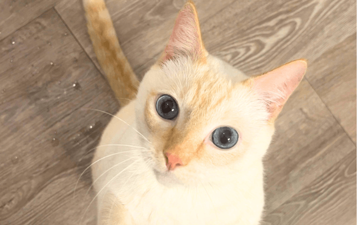 Skylar and Blanket 720×450 v1 Rescue cat blankets disabled Navy veteran with love and comfort