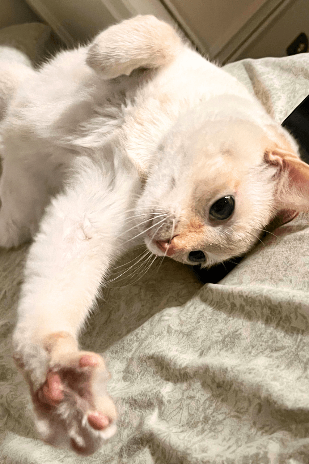 Rescue cat blankets disabled Navy veteran with love and comfort