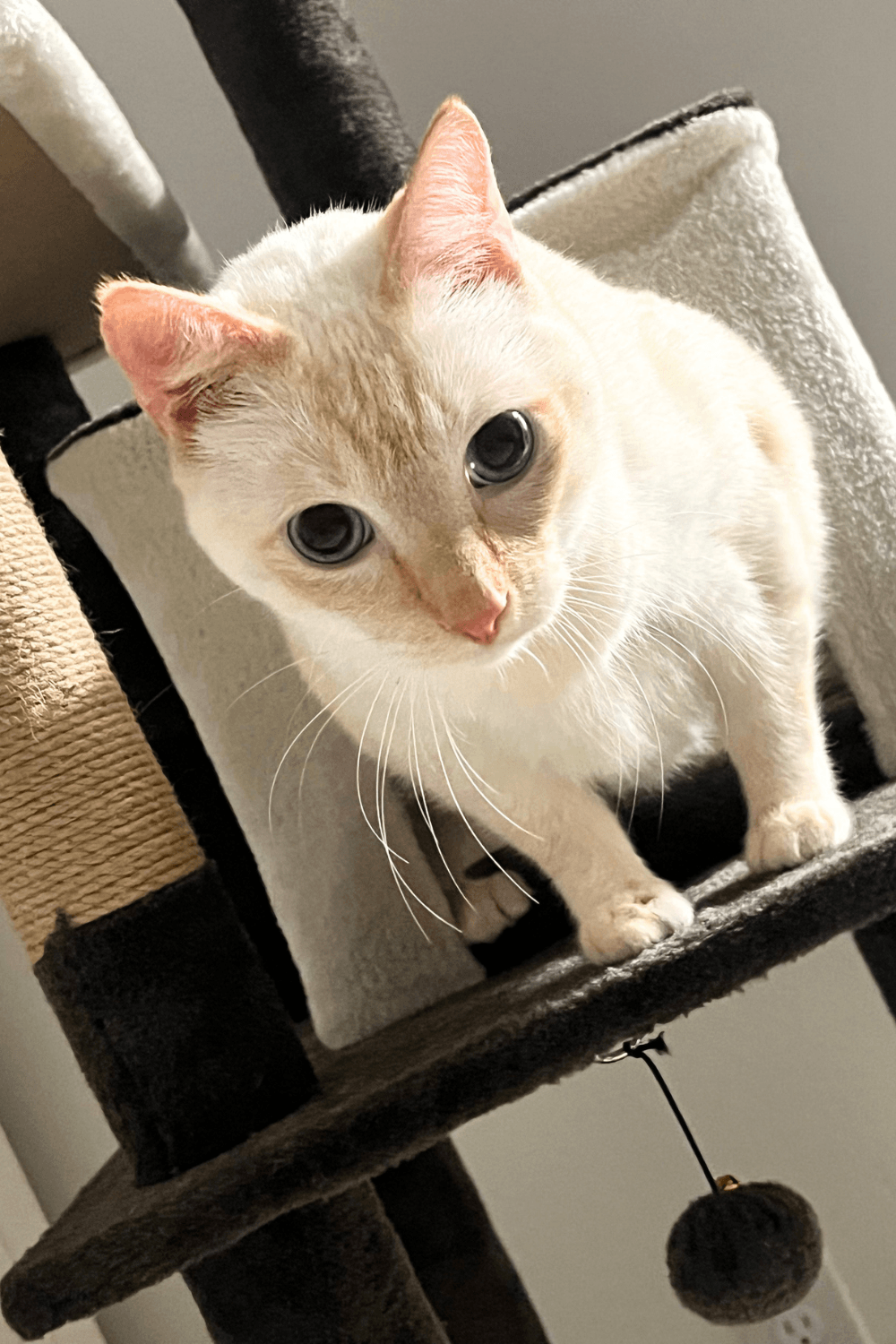 Rescue cat blankets disabled Navy veteran with love and comfort