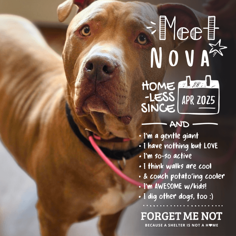 Nova