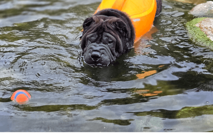 Army veteran learns life lesson from rescue dog: first, love thyself