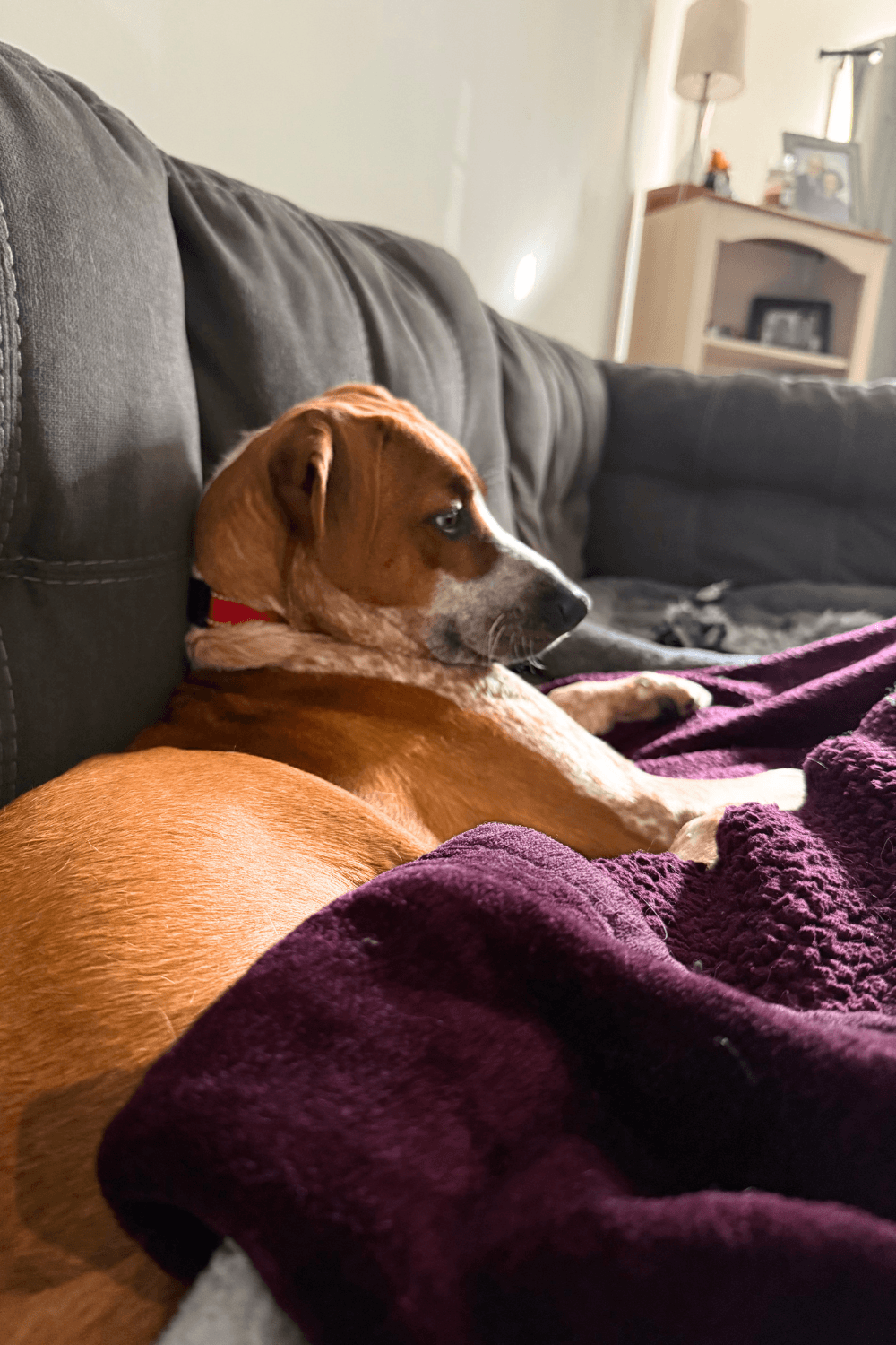 Combat veteran adopts rescue dog with invisible wounds of his own