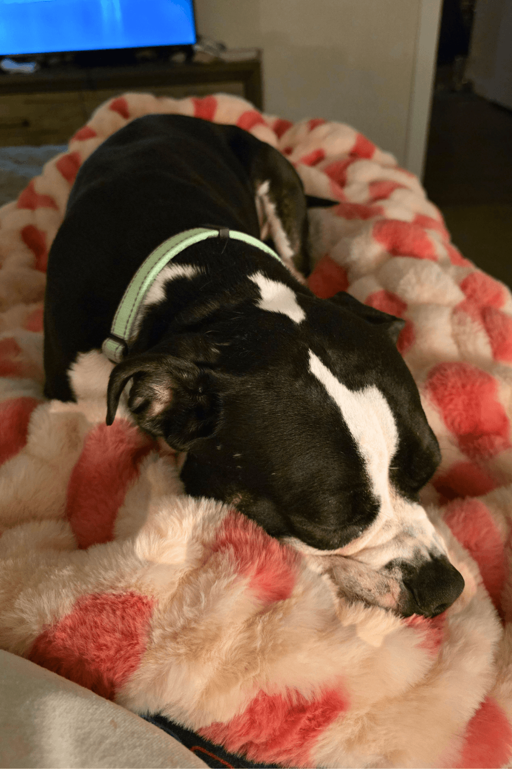 Rescue dog a savior to Air Force veteran recovering from lifesaving surgery