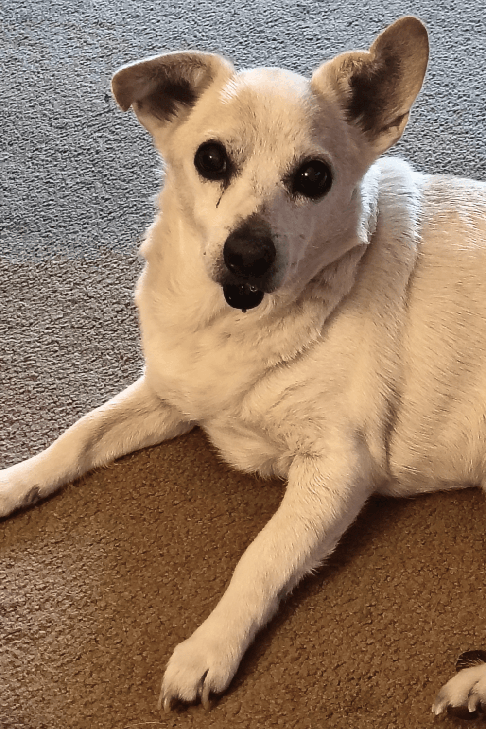 Army veteran smitten with a pint-sized special needs senior dog