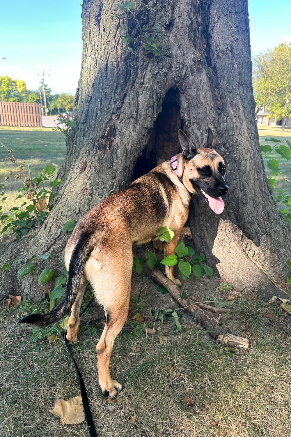 Afghanistan war veteran saves a dog who returns the favor in kind