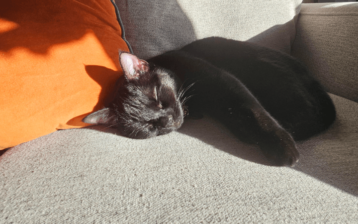 Black cat a ray of light when an Army veteran needs her most