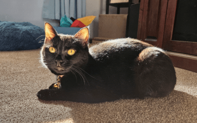 Black cat a ray of light when an Army veteran needs her most