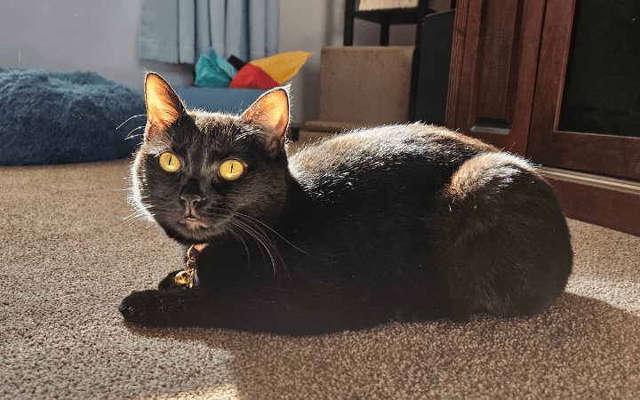 Black cat a ray of light when an Army veteran needs her most