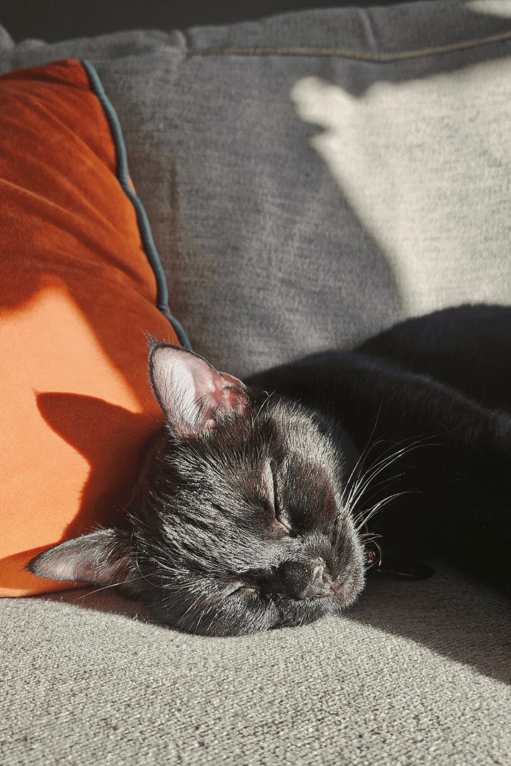 Black cat a ray of light when an Army veteran needs her most