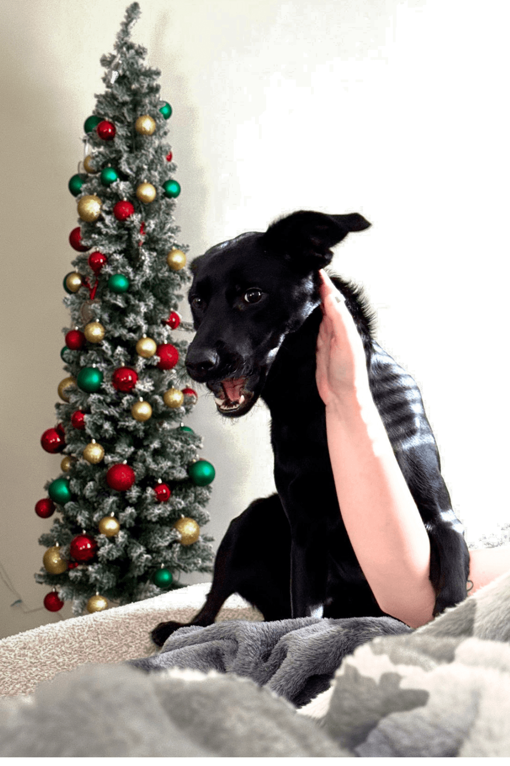 Soldier adopting a shelter dog one of the best decisions of his life