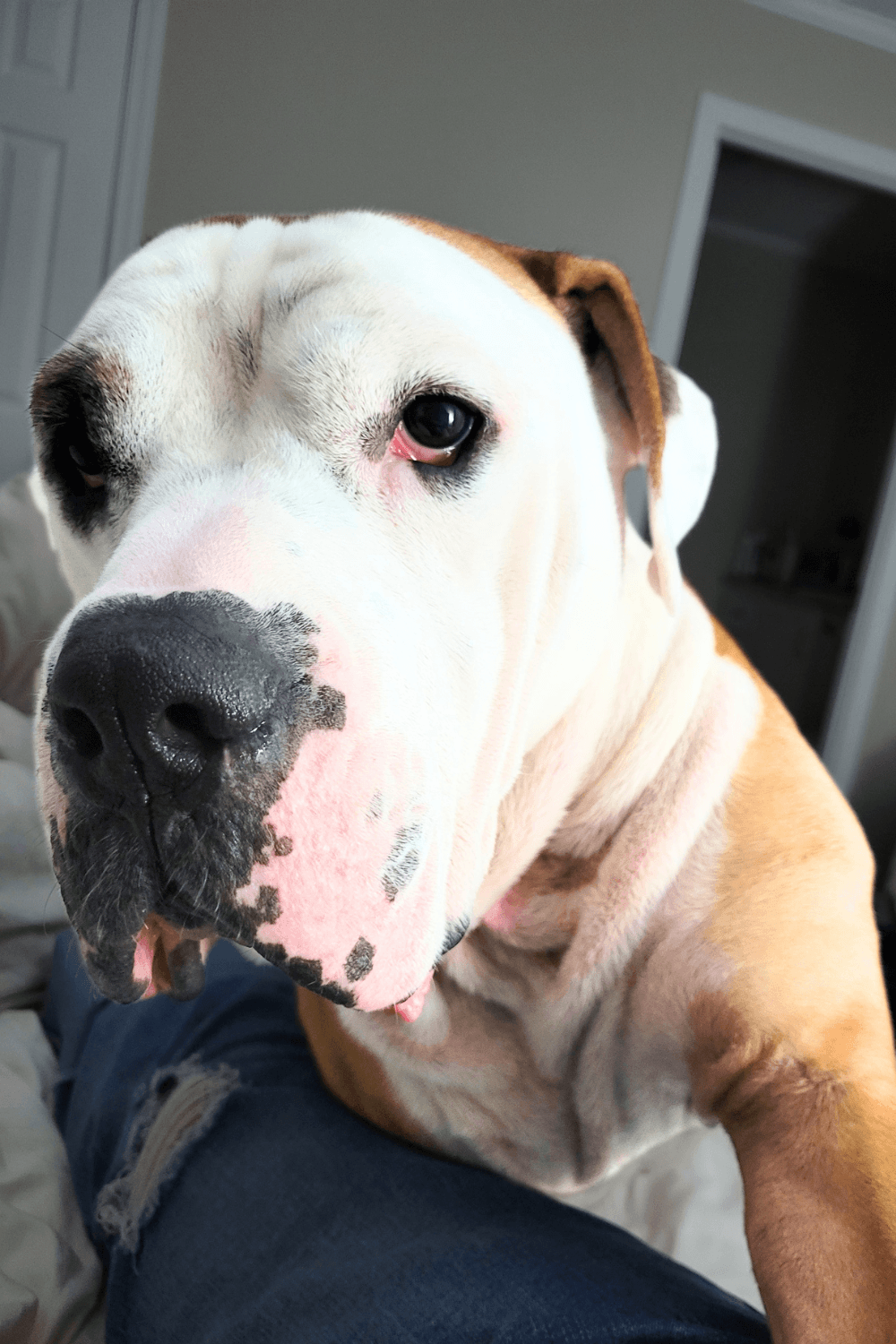 Veteran finds peace with a dog who has emotional scars of his own