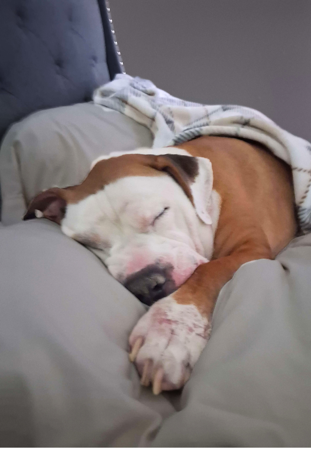 Veteran finds peace with a dog who has emotional scars of his own