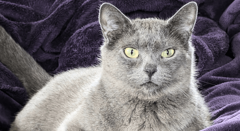 After the sudden loss of one cat a Navy corpsman saves another