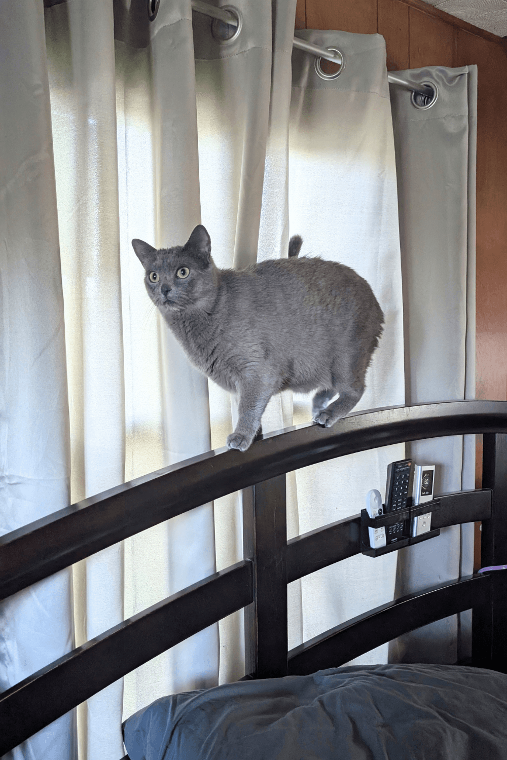 After the sudden loss of one cat a Navy corpsman saves another
