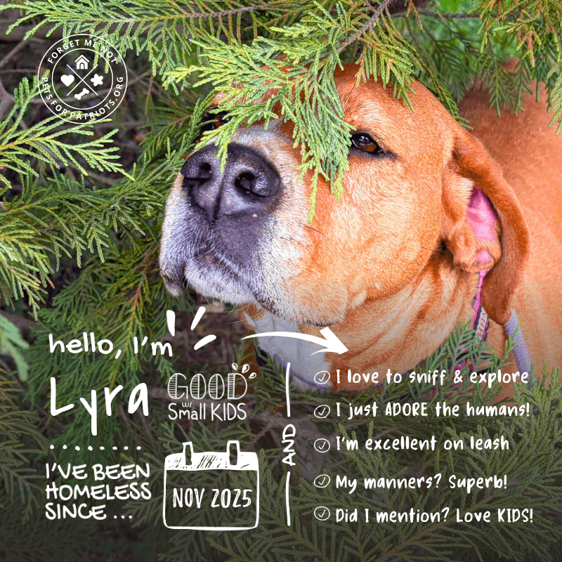 Lyra