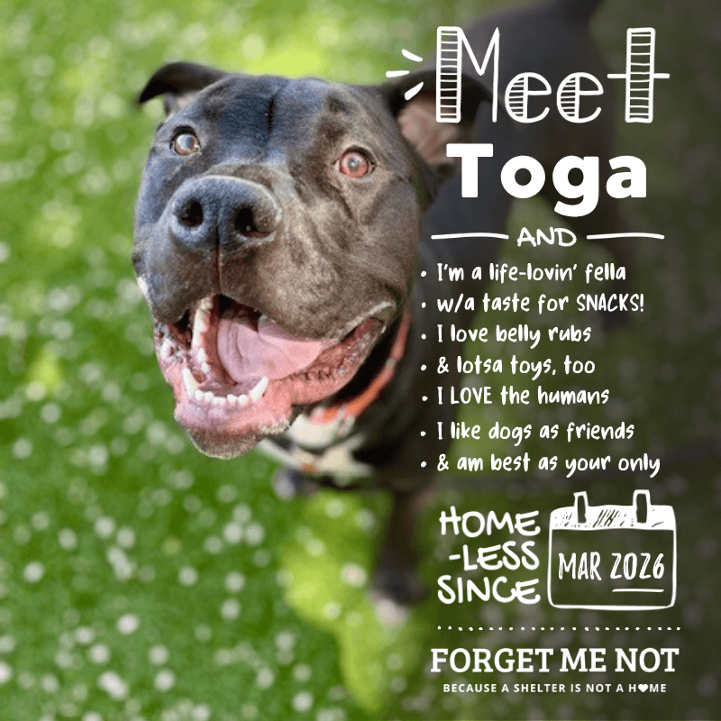 Toga