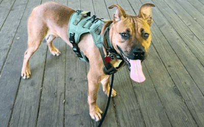 From stray to stay: how one soldier gave a wayward dog a chance