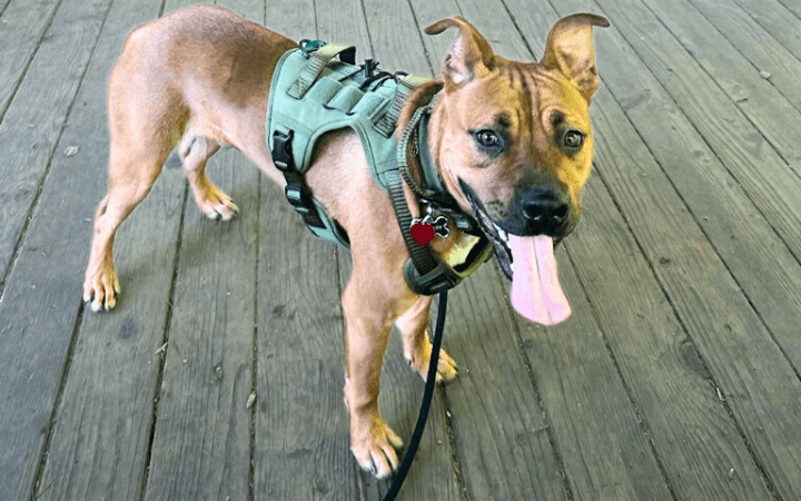 From stray to stay: how one soldier gave a wayward dog a chance