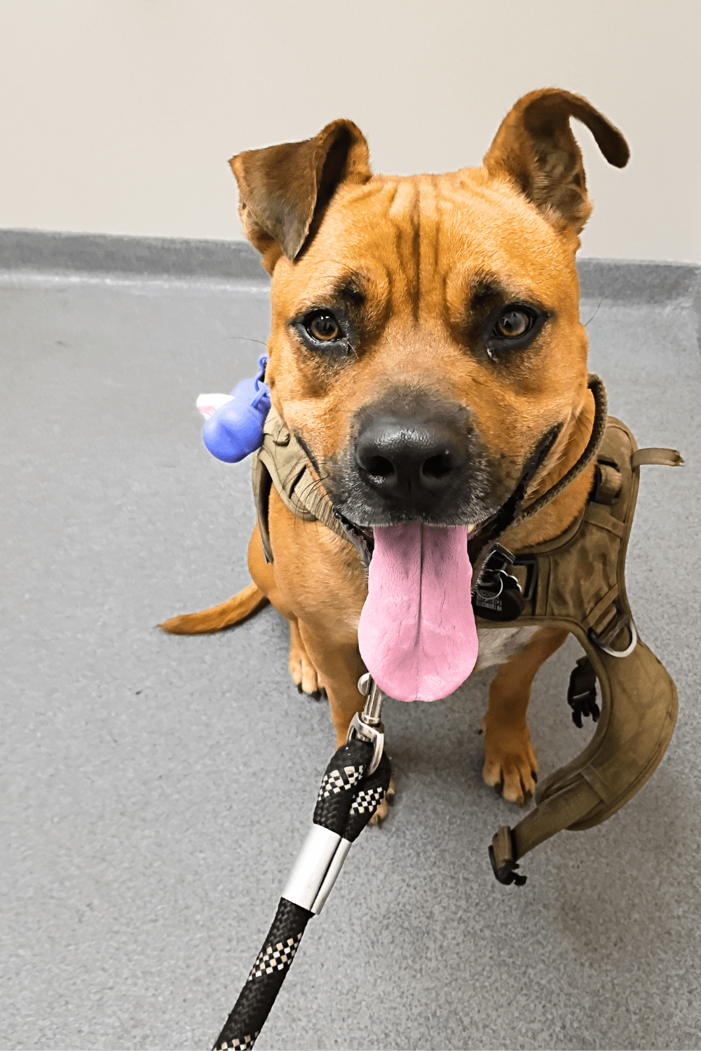 From stray to stay: how one soldier gave a wayward dog a chance