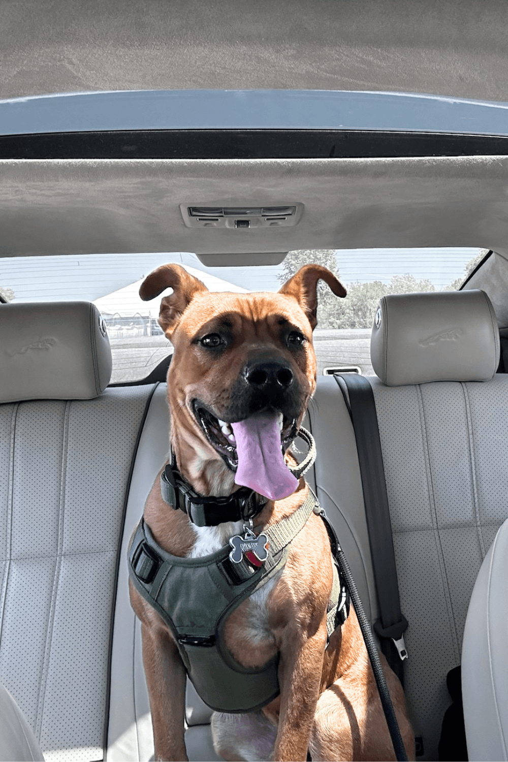 From stray to stay: how one soldier gave a wayward dog a chance