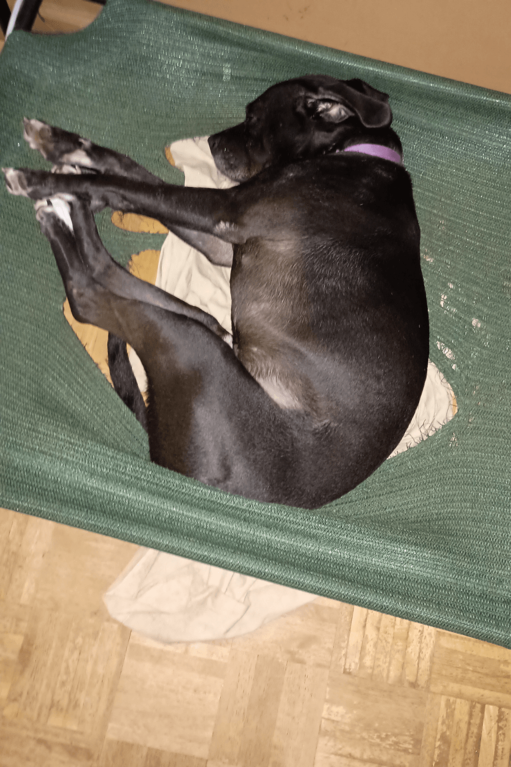 The shelter dog who rescued an Army veteran from loneliness