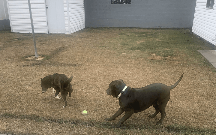 Rescued Pit Bull teaches an Air Force veteran a valuable life lesson