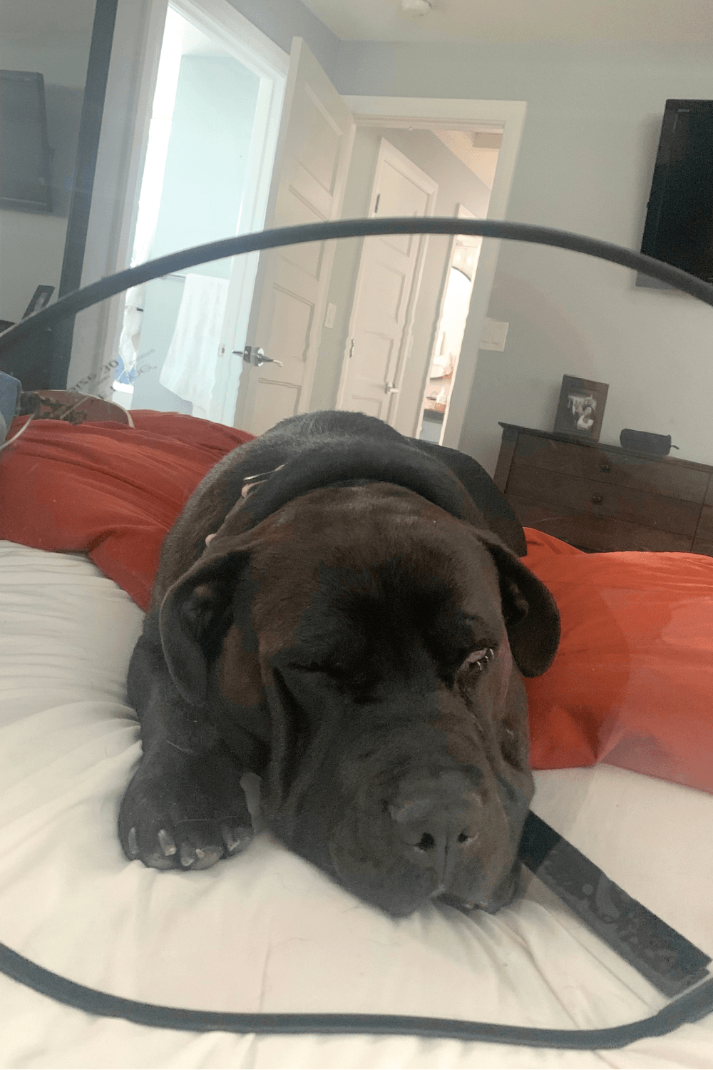 Rescued Pit Bull teaches an Air Force veteran a valuable life lesson