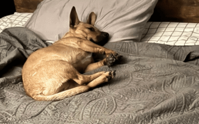 Twice adopted twice returned dog takes flight with Air Force veteran