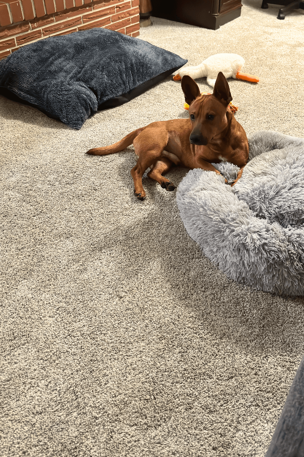 Twice adopted twice returned dog takes flight with Air Force veteran