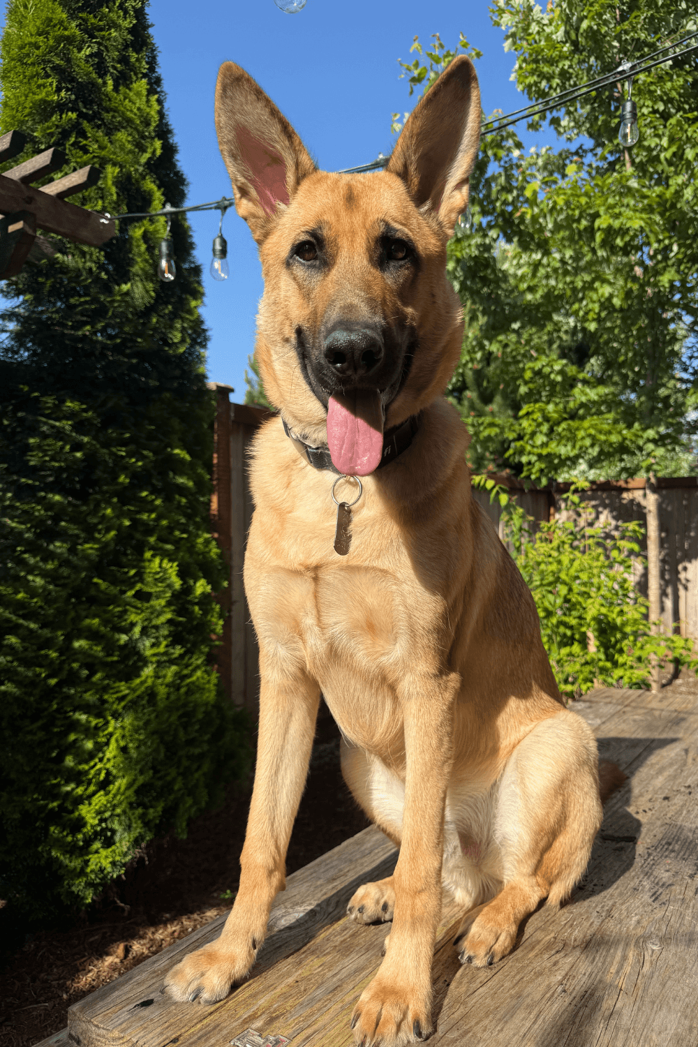 Stray dog boosts the wellbeing of the Army veteran who saved him