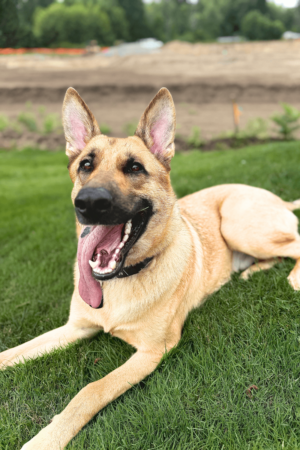 Stray dog boosts the wellbeing of the Army veteran who saved him