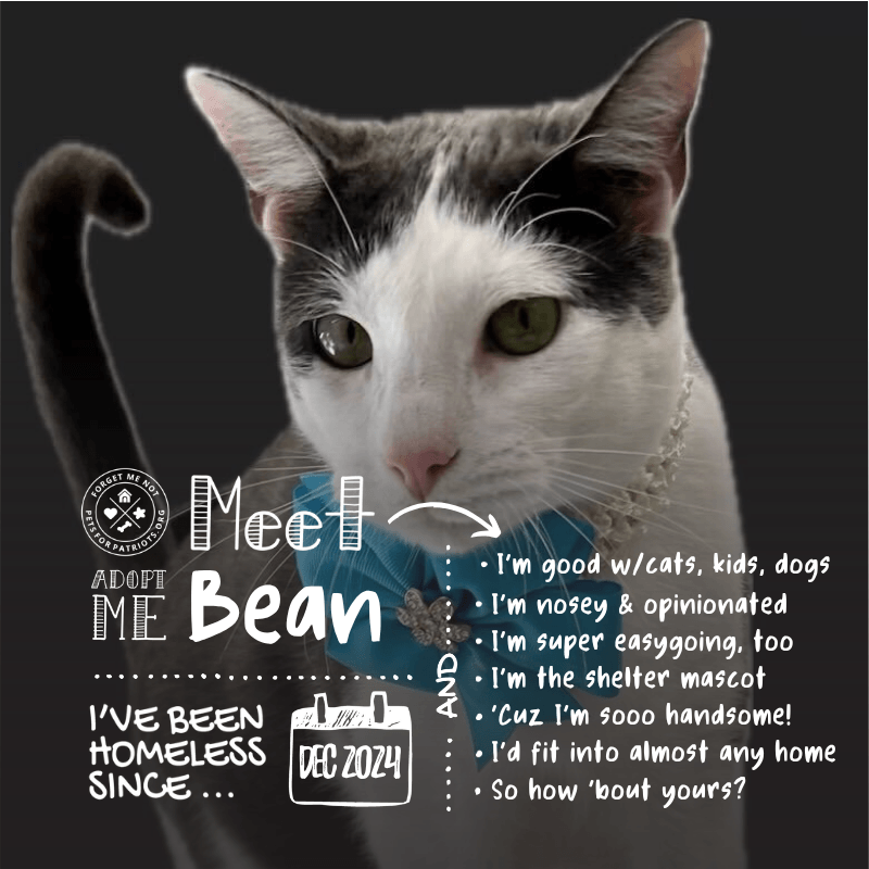 Bean