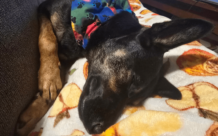 The long road home for a Navy veteran and rescue dog