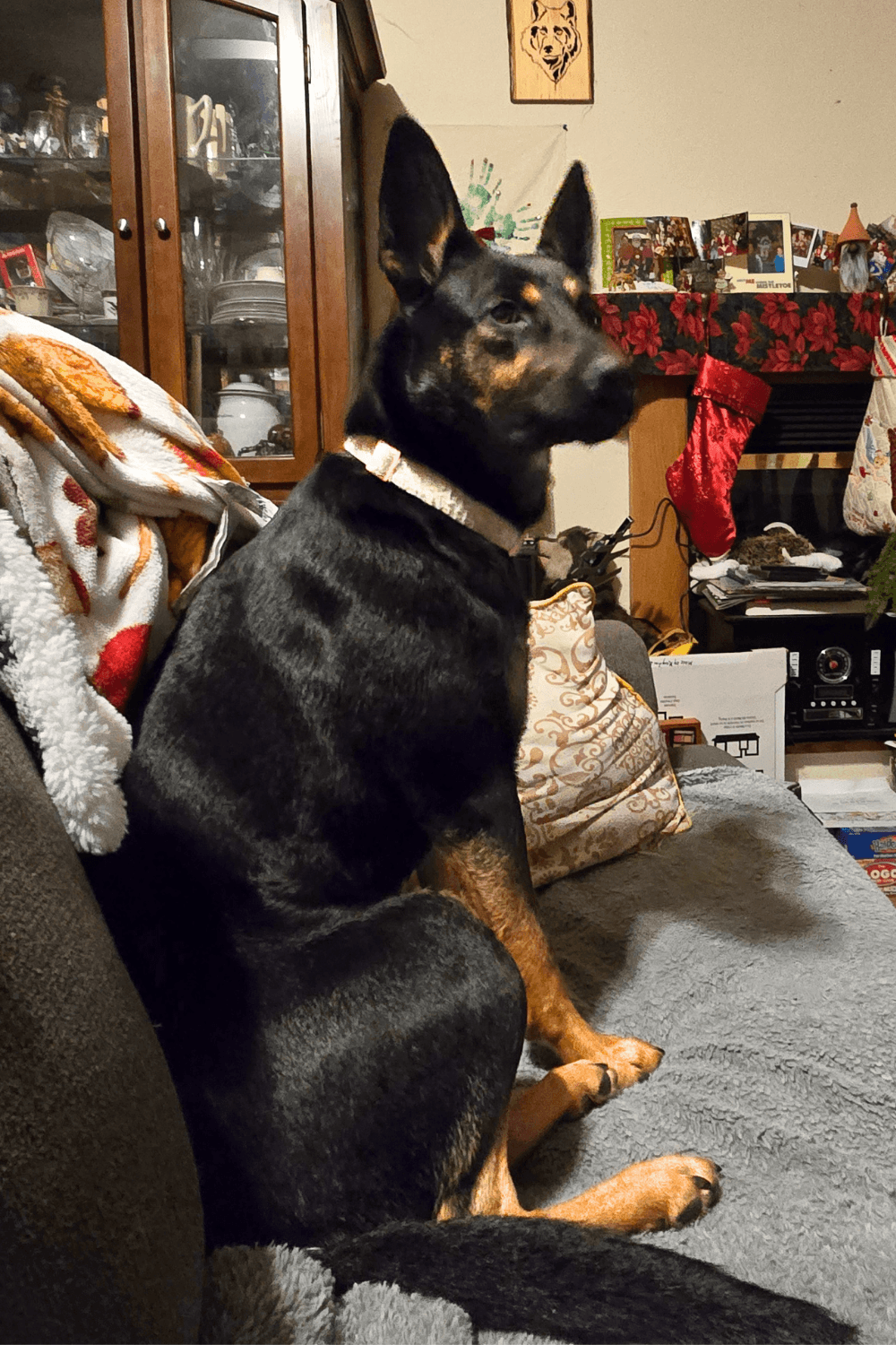 The long road home for a Navy veteran and rescue dog