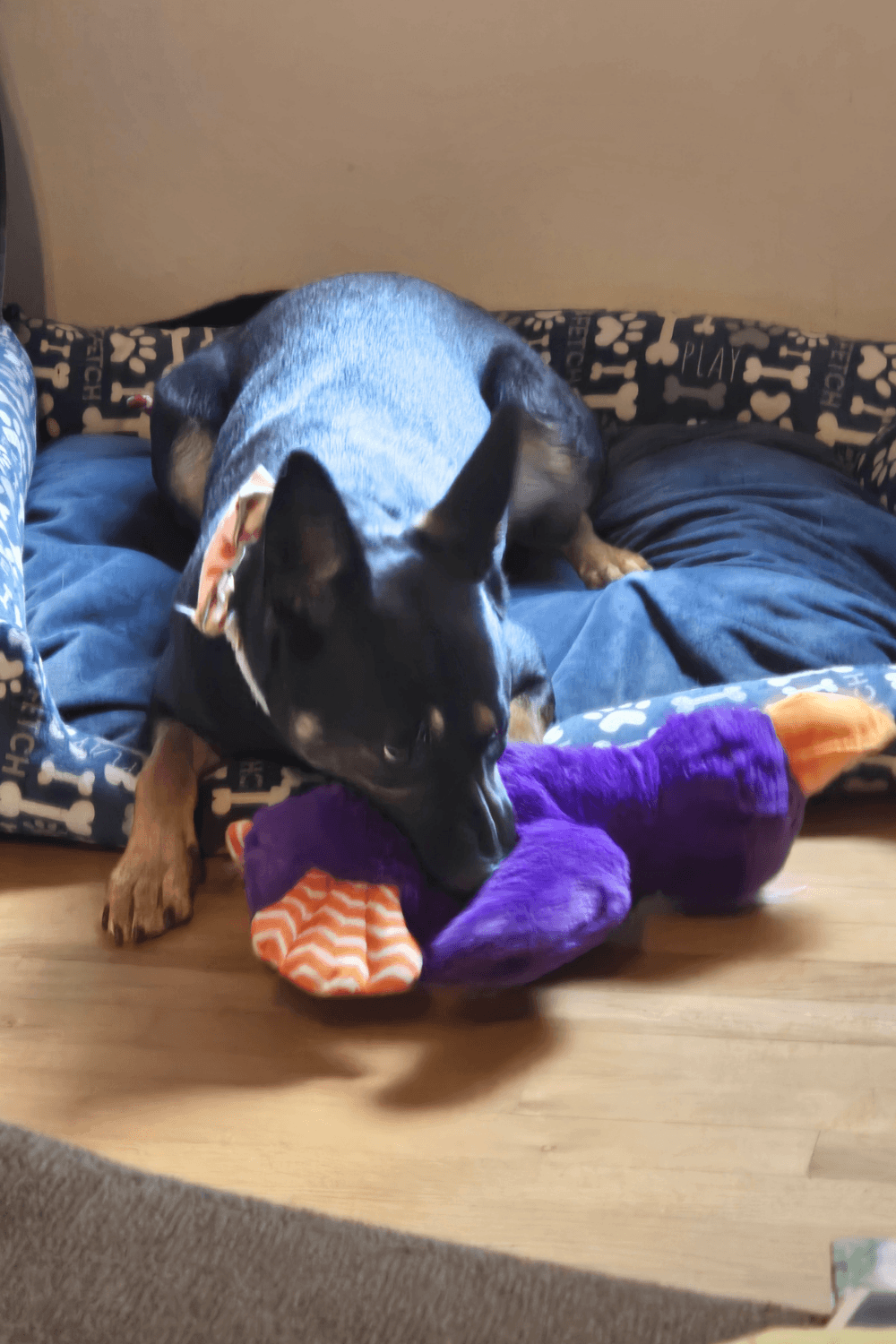 The long road home for a Navy veteran and rescue dog