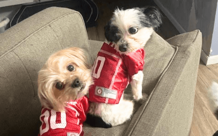Iraq war veteran gives a bonded pair of senior dogs a home