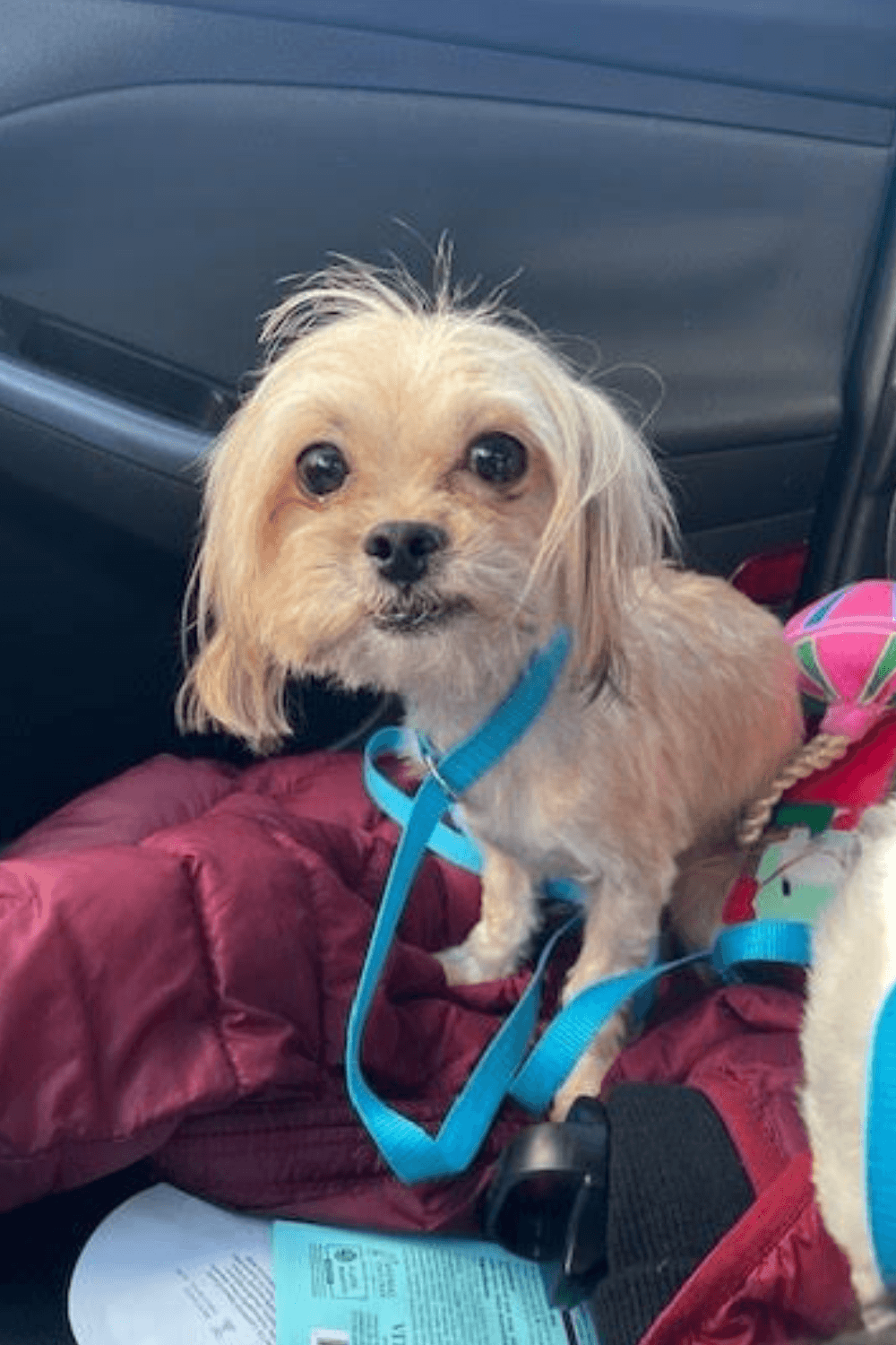 Iraq war veteran gives a bonded pair of senior dogs a home