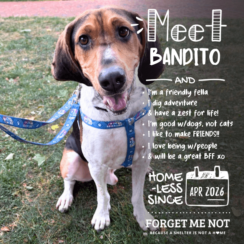 Bandito