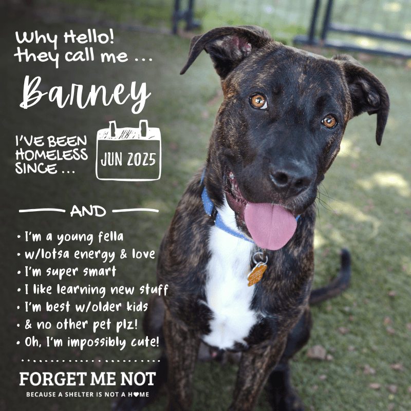 Barney