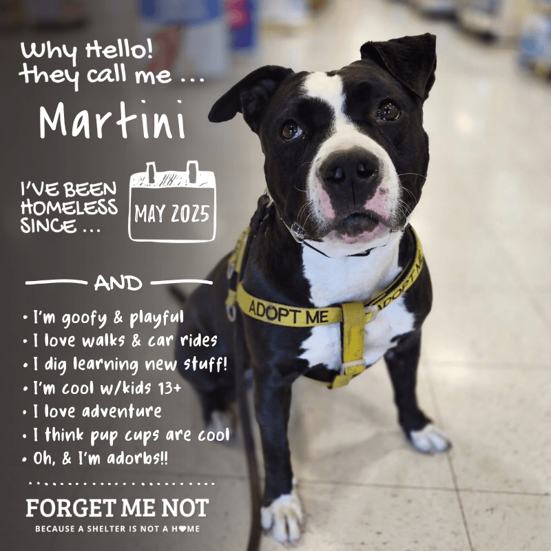 Martini
