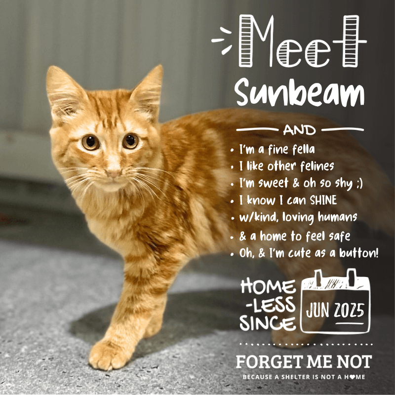 Sunbeam