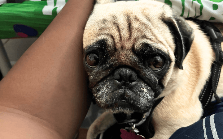 Reservist transitions to civilian life with cuddlesome Pug by his side