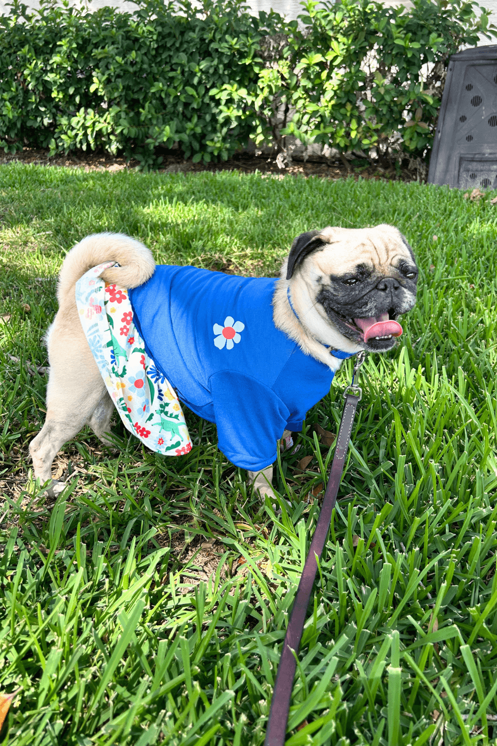 Reservist transitions to civilian life with cuddlesome Pug by his side