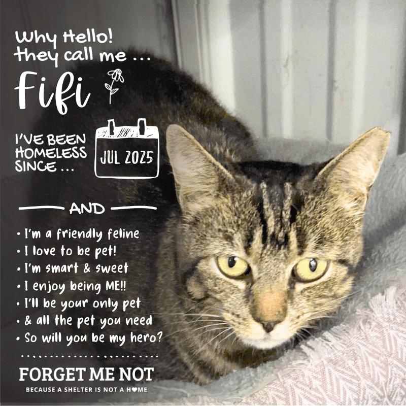 Fifi