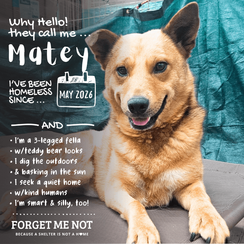 Matey
