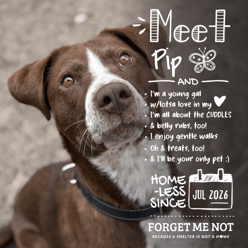 Pip